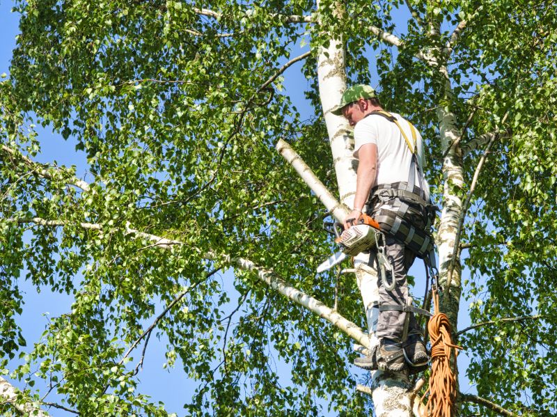 Birch Tree Removal
