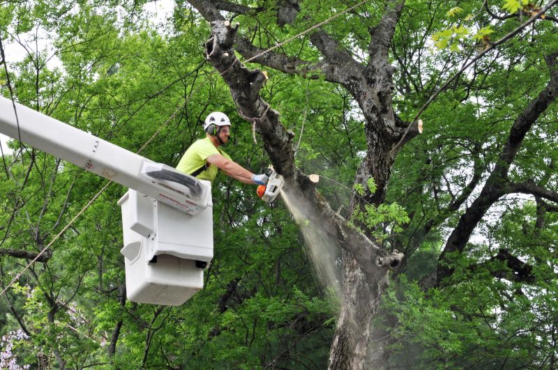 Mimosa Tree Removal