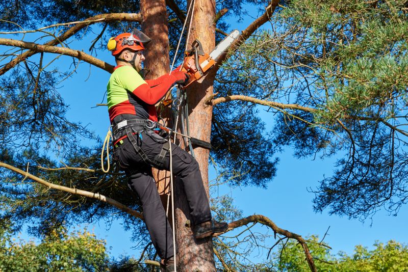 Tree Cutting and Felling