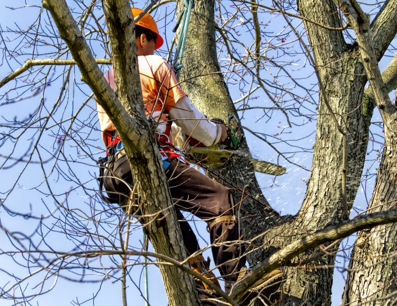 Tree Removal at Sunset