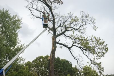 Spring Tree Removals