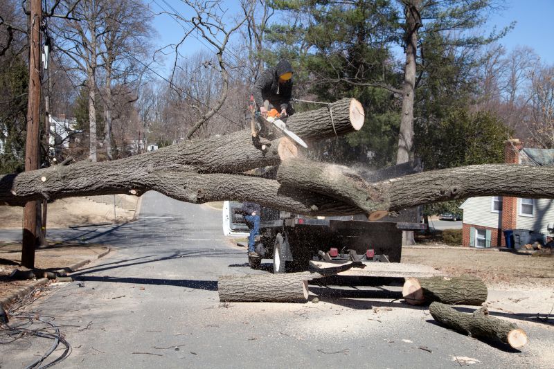 Tree Removal in Action