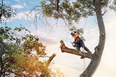 Licensed Arborists