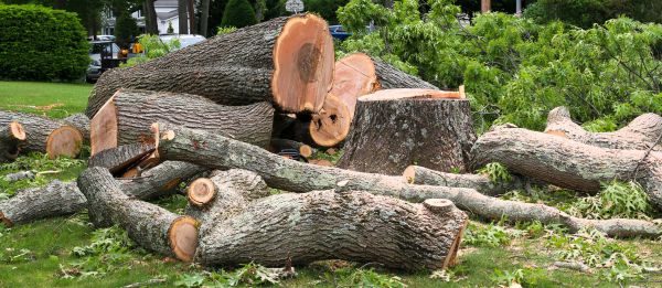 Large Tree Removal in Alpharetta