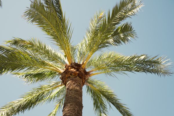 Palm Tree Removal in Alpharetta