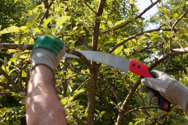 Small Tree Removal in Alpharetta