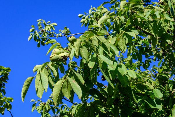 Cost of Walnut Tree Removal in Alpharetta