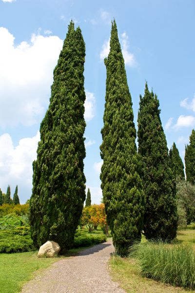 Cost of Cypress Tree Removal in Alpharetta