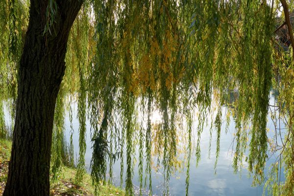 Cost of Willow Tree Removal in Alpharetta