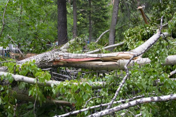 Birch Tree Removal in Alpharetta