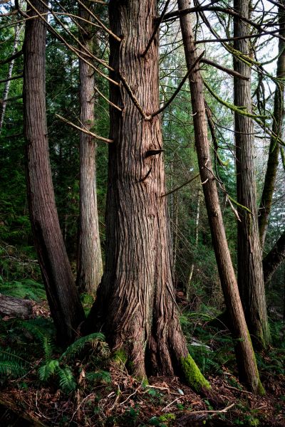 Cost of Cedar Tree Removal in Alpharetta