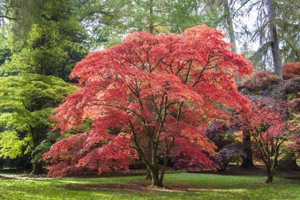 Cost of Maple Tree Removal in Alpharetta