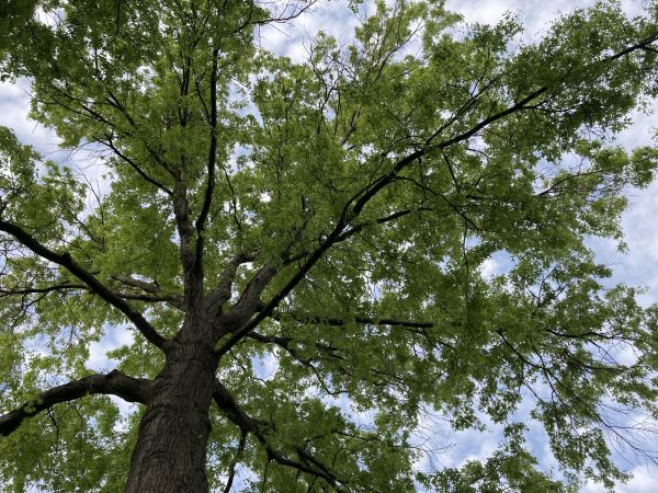 Cost of Oak Tree Removal in Alpharetta