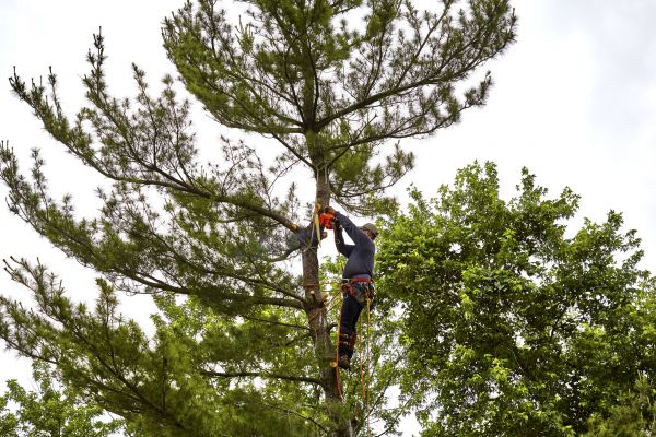 Cost of Pine Tree Removal in Alpharetta