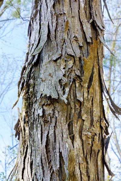 Hickory Tree Removal in Alpharetta