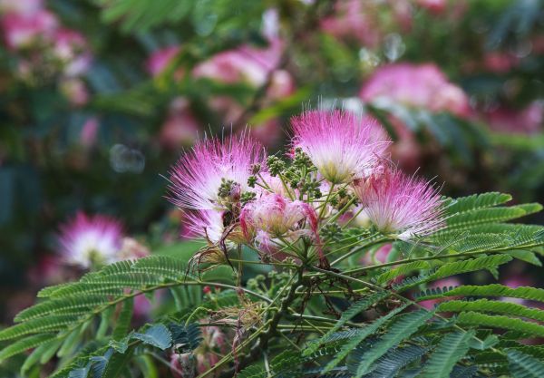 Mimosa Tree Removal in Alpharetta