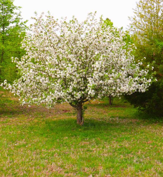 Dogwood Tree Removal in Alpharetta