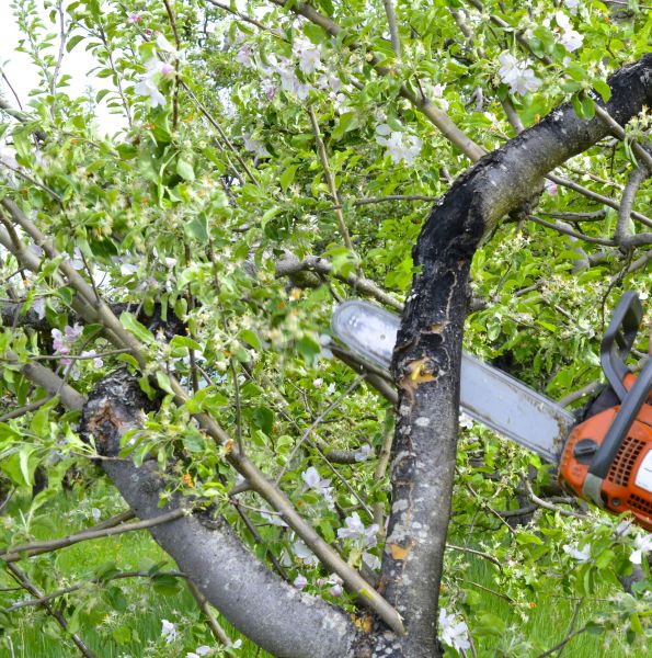Apple Tree Removal in Alpharetta