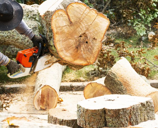 Tree Removal Service in Alpharetta