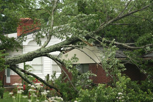 Emergency Tree Removal in Alpharetta
