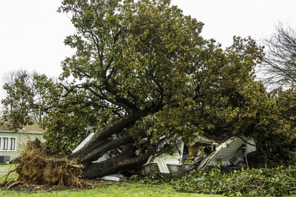 Fallen Tree Removal in Alpharetta