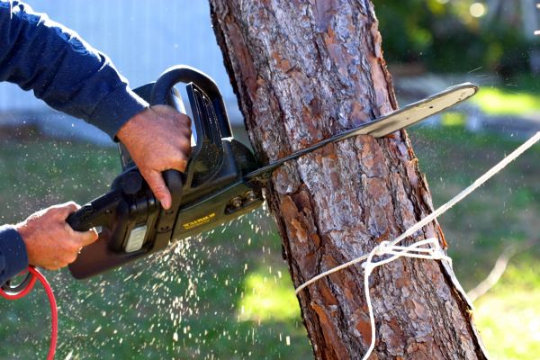 Dead Tree Removal in Alpharetta